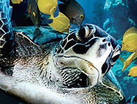 A scene from "Deep Sea 3D."