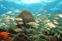 A scene from "Deep Sea 3D."