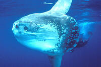 A scene from "Deep Sea 3D."