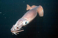 A scene from "Deep Sea 3D."