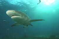 A scene from "Deep Sea 3D."