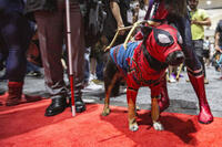 
	Guide dog in Spider-Man costume
