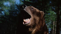 
	Grizzly
