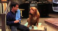 
	Best in Show: The Movies' Top Dogs
