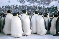 
	March of the Penguins
