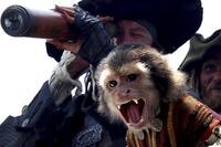 The Greatest Cinema Simians...Ever