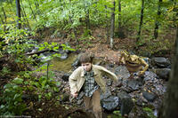 Freddie Highmore in "The Spiderwick Chronicles."