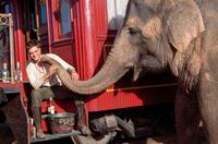 Robert Pattinson as Jacob and Rosie the elephant in "Water for Elephants."