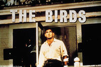 Rod Taylor as Mitch Brenner in "The Birds."