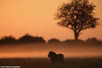 A scene from the film ``The Last Lions.''