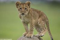 A scene from the film ``The Last Lions.''