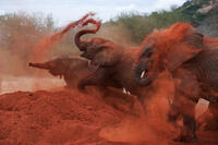 A scene from ``Born to Be Wild.''