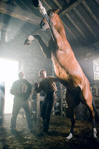Peter Mullan as Ted Narracott, Jeremy Irvine as Albery and Joey in ``War Horse.''
