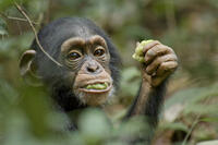 Oscar in ``Chimpanzee.''