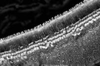 Magnified hair inside the ear in "The Human Body."