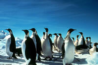 A scene from the film "Antarctica."