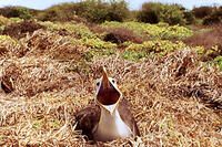 A scene from the film "Galapagos."