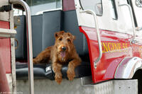 Hollywood-idol Rex enjoys his new status as a firehouse mascot in "Firehouse Dog."