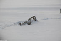 A scene from the film "The Last Winter."
