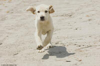 Marley unleashed in "Marley & Me."