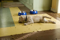 Even a simple meal turns into a disaster area when Marley's involved in "Marley & Me."
