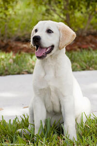 Marley is always ready for action in "Marley & Me."