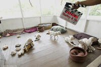 The various "Marleys" prepare for the next take, on the set of  "Marley & Me."