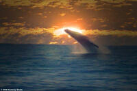A scene from "Whaledreamers."