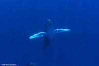 A scene from "Whaledreamers."