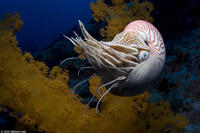 A chambered nautilus in "Under the Sea 3D."
