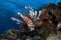 A lionfish in "Under the Sea 3D."
