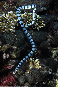 A banded sea snake in "Under the Sea 3D."