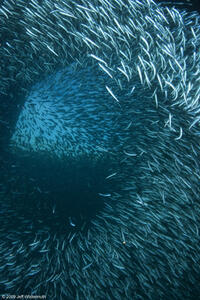 A school of fish in "Under the Sea 3D."