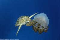A green sea turtle eats a jellyfish in "Under the Sea 3D."