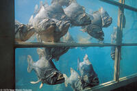 A scene from the film "Piranha."