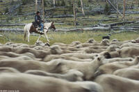 A scene from the film "Sweetgrass."