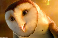 Noctus in "Legend of the Guardians: The Owls of Ga'Hoole."