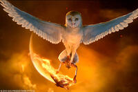 Soren in "Legend of the Guardians: The Owls of Ga'Hoole."