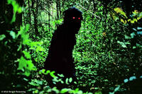 A scene from ``Uncle Boonmee Who Can Recall His Past Lives.''
