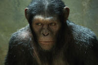Andy Serkis as Caesar in ``Rise of the Planet of the Apes.''