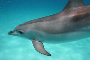 Dolphins And Whales 3d Tribes Of The Ocean Fandango