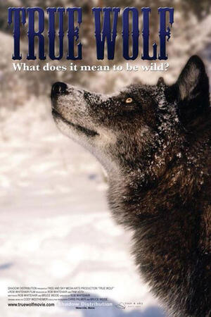 True Wolf poster