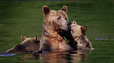 5 Ways 'Bears' Is the Perfect Nature Doc for Kids