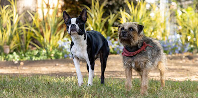 'Strays' Opens Friday: Check Out This Exclusive "Bug And Reggie" Clip