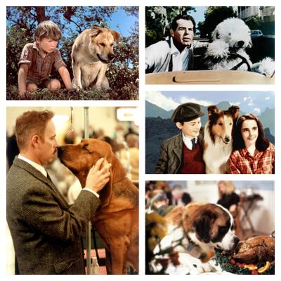 Tissue Alert: Must-See Sad and Silly Dog Movies for Families