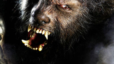 'The Wolfman' Howling Again -- Will He Team with 'Dracula'?