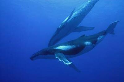 Dolphins And Whales 3d Tribes Of The Ocean Fandango