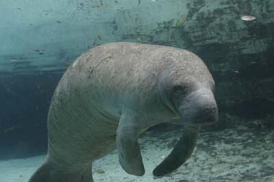 Dolphins And Whales 3d Tribes Of The Ocean Fandango