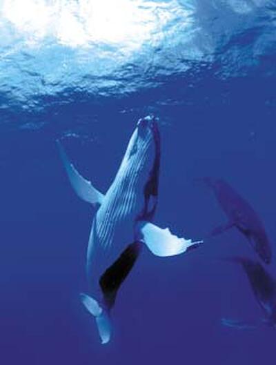 Dolphins And Whales 3d Tribes Of The Ocean Fandango
