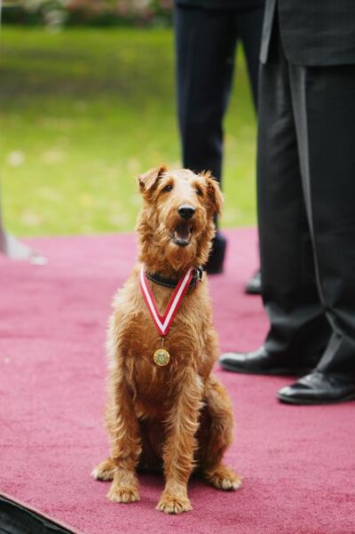 firehouse dog full movie online free